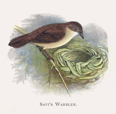 Savis Warbler 作者 亚历山大·弗朗西斯·莱登