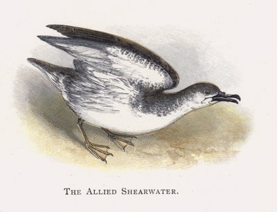 盟军Shearwater 作者 亚历山大·弗朗西斯·莱登