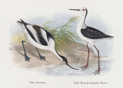 Avocet，黑翅长脚鹬 作者 亚历山大·弗朗西斯·莱登