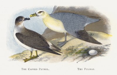The Capped Petrel，The Fulmar 作者 亚历山大·弗朗西斯·莱登