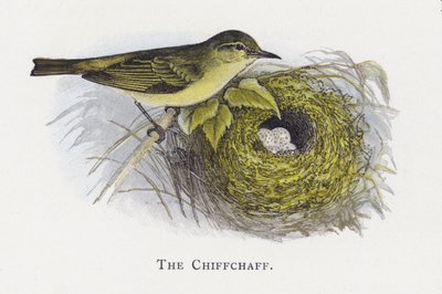 Chiffchaff 作者 亚历山大·弗朗西斯·莱登