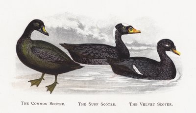 Common Scoter，The Surf Scoter，The Velvet Scoter 作者 亚历山大·弗朗西斯·莱登