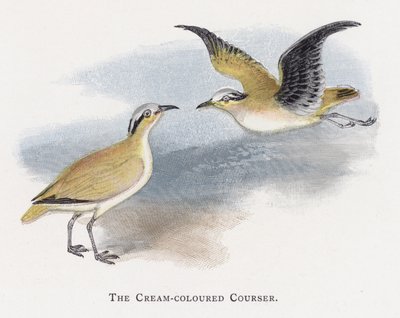 奶油色的Courser 作者 亚历山大·弗朗西斯·莱登