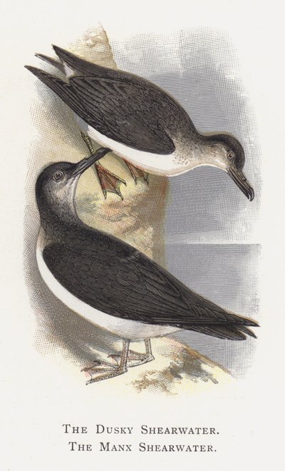 Dusky Shearwater，Manx Shearwater 作者 亚历山大·弗朗西斯·莱登