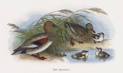 Gadwall 作者 亚历山大·弗朗西斯·莱登