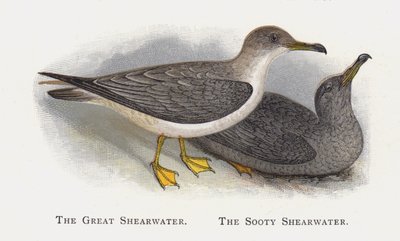 The Great Shearwater，The Sooty Shearwater 作者 亚历山大·弗朗西斯·莱登
