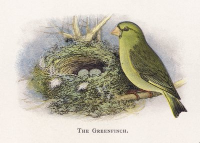 Greenfinch 作者 亚历山大·弗朗西斯·莱登