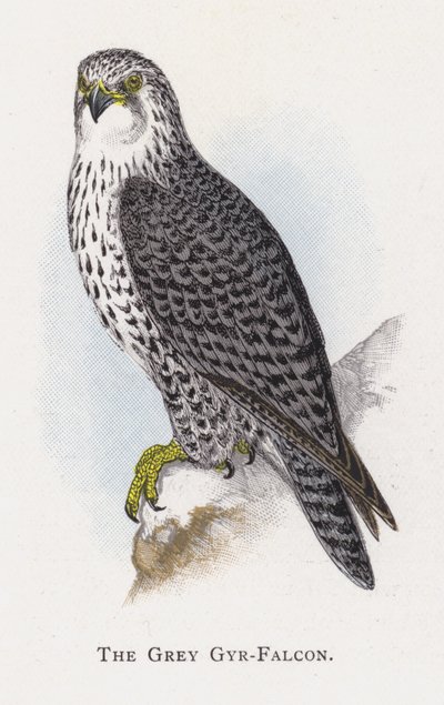 灰色Gyr-Falcon 作者 亚历山大·弗朗西斯·莱登