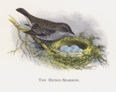 Hedge-Sparrow 作者 亚历山大·弗朗西斯·莱登