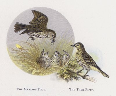 The Meadow-Pipit，The Tree-Pipit 作者 亚历山大·弗朗西斯·莱登