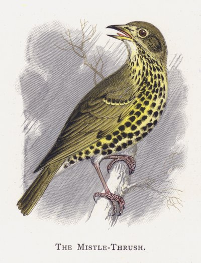 Mistle-Thrush 作者 亚历山大·弗朗西斯·莱登