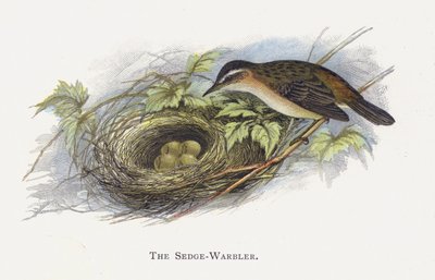 Sedge-Warbler 作者 亚历山大·弗朗西斯·莱登