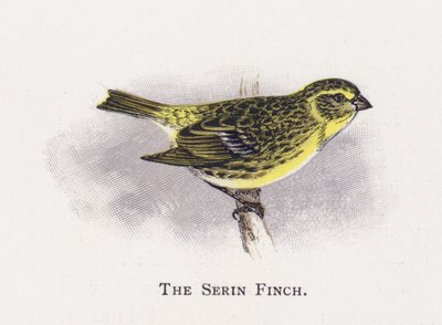 Serin Finch 作者 亚历山大·弗朗西斯·莱登