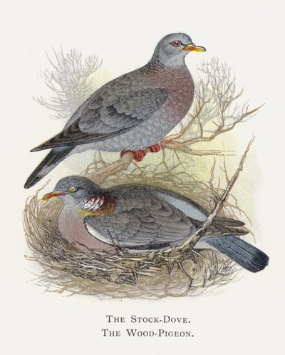 The Stock-Dove，The Wood-Pigeon 作者 亚历山大·弗朗西斯·莱登