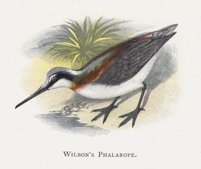 Wilsons Phalarope 作者 亚历山大·弗朗西斯·莱登