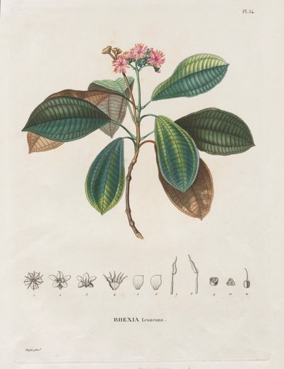 Voyage aux Régions équinoxiales du nouveau continent, fait dans les années 1709 à 1804: Monographie des melastomacées: No. 作者 亚历山大·弗莱赫尔·冯·洪堡