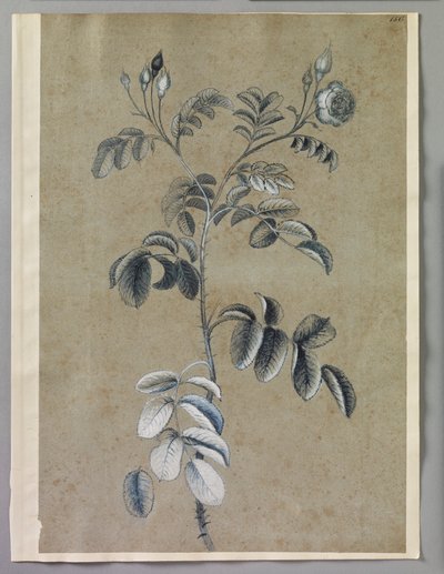 亚历山大-马歇尔（RCIN 924423） 作者 亚历山大·元帅