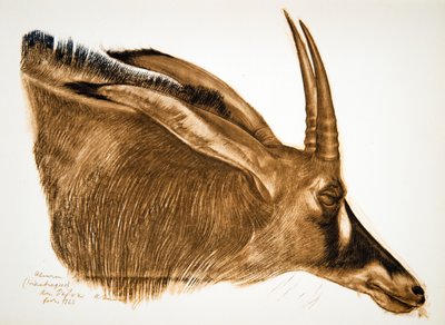 Hippotrague羚羊（Am Dafok），来自非洲绘画和绘画，在雪铁龙中心Afrique远征期间执行，第二个Haardt Audouin-Dubreuil任务，酒吧。巴黎，1927年 作者 亚历山大·雅科夫列夫