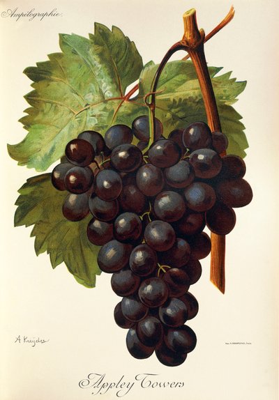 阿普利塔葡萄。 插图由来自 Traite General de Viticulture 的 A. Kreyder., Pessione 绘制。 安普洛菲耶 作者 亚历克西斯·克雷德
