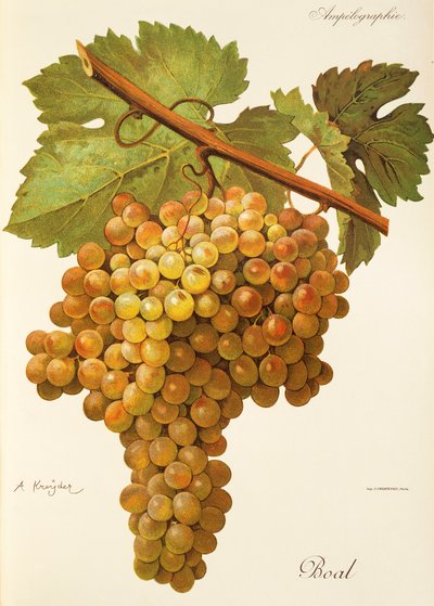 Boal grape by A. Kreyder   1413927   zh       chinese Successfully Translated  Original: Passiflora aurantia (Passifloraceae) - Plate 134, Banks Florilegium, c.1771-84 (copperplate engraving on paper) Translat: Passiflora aurantia (Passifloraceae) - Plate  作者 亚历克西斯·克雷德