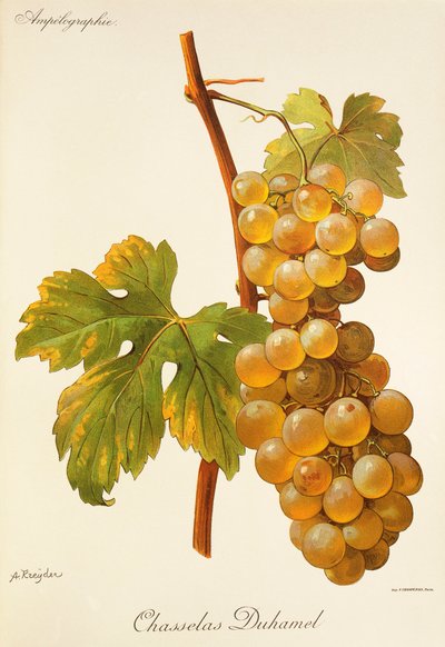 A. Kreyder 的 Chasselas Duhamel 葡萄 作者 亚历克西斯·克雷德