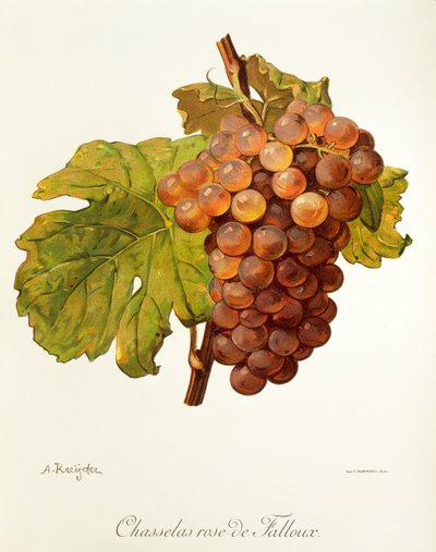 Chasselas Rose de Falloux 葡萄，作者：A. Kreyder 作者 亚历克西斯·克雷德