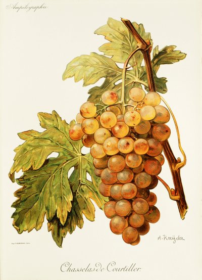 Chasselas de Courtiller 葡萄，作者：A. Kreyder 作者 亚历克西斯·克雷德