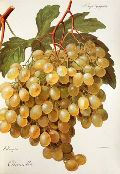 A. Kreyder 的香茅葡萄 作者 亚历克西斯·克雷德