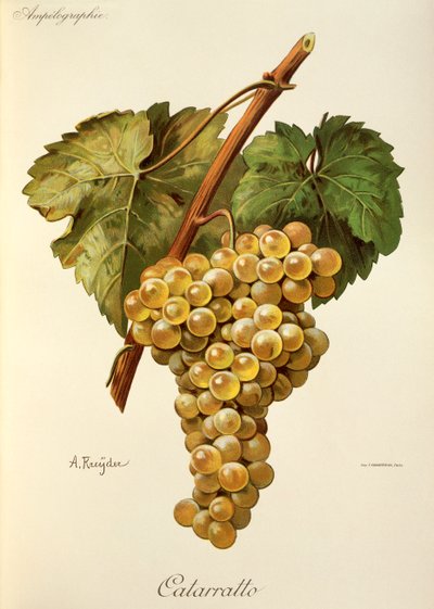 A. Kreyder 的 Fiano 葡萄 作者 亚历克西斯·克雷德