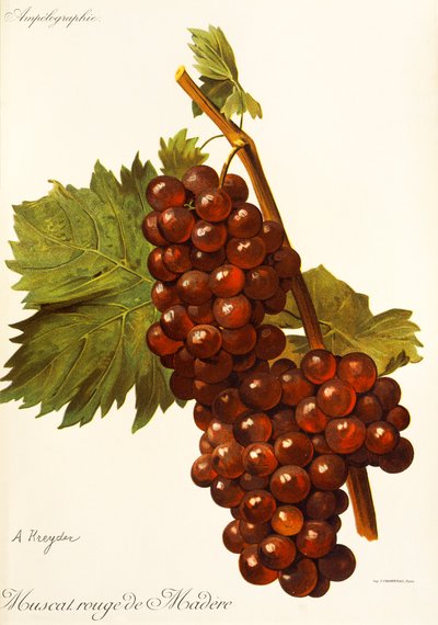 马德雷红麝香葡萄（Muscat Rouge de Madere），作者：A. Kreyder 作者 亚历克西斯·克雷德