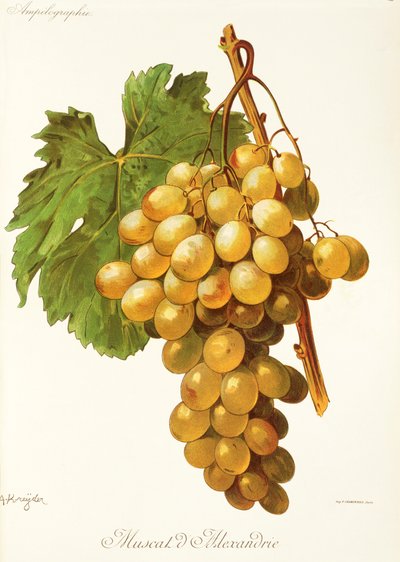 亚历山大麝香葡萄（Muscat d