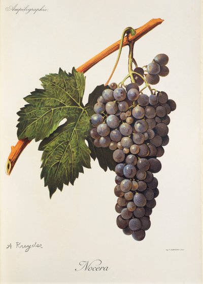 Nocera grape by A. Kreyder   1414917   zh       chinese Successfully Translated  Original: A series of sketches, views in Great Britain, the Continent and America 1772-1778 (watercolor) Translat: A series of sketches, views in Great Britain, the Continent  作者 亚历克西斯·克雷德
