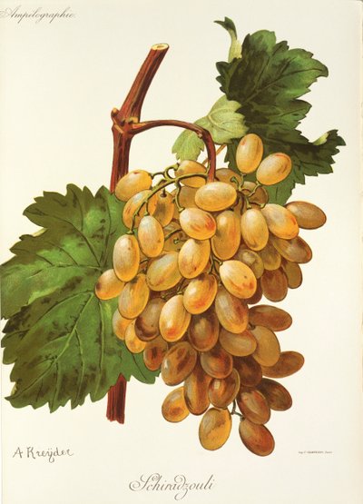 A. Kreyder 的 Schiradzouli 葡萄 作者 亚历克西斯·克雷德