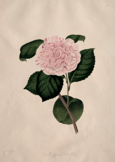自然界山茶科植物的插图和描述：第 41 号 作者 阿尔弗雷德·钱德勒