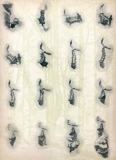 卡特彼勒的演变，c1910，1911 作者 阿尔弗雷德·哈罗德·巴斯汀
