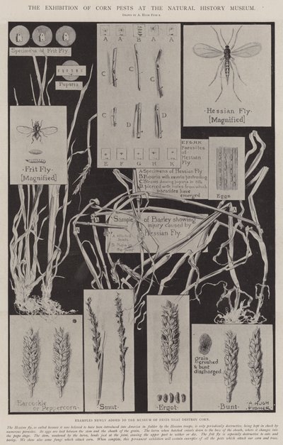 自然历史博物馆的玉米害虫展览 作者 Alfred Hugh Fisher
