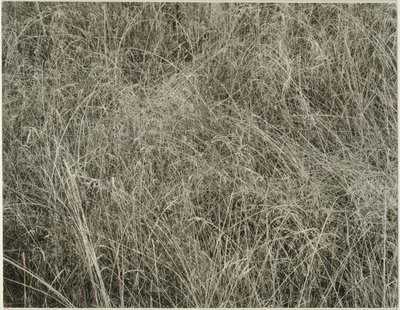 草，1933年。 作者 阿尔弗雷德·斯蒂格利茨