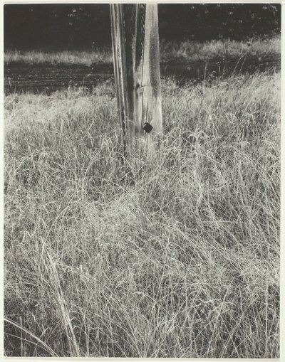 草和旗杆，1933年。 作者 阿尔弗雷德·斯蒂格利茨