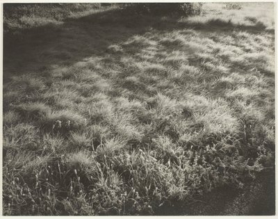 草和霜，1934年。 作者 阿尔弗雷德·斯蒂格利茨