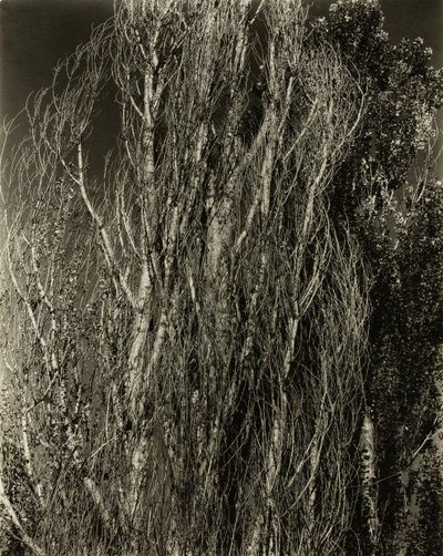 Poplars-Lake George, 1932年。 作者 阿尔弗雷德·斯蒂格利茨