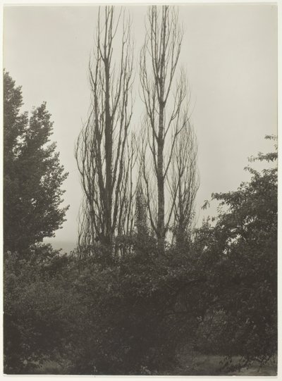 杨树--乔治湖，1935年。 作者 阿尔弗雷德·斯蒂格利茨