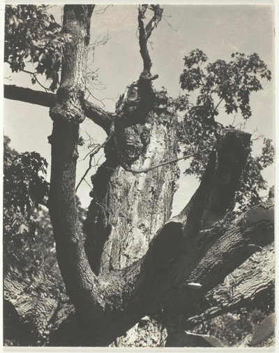 老枫树--乔治湖，1926年。 作者 阿尔弗雷德·斯蒂格利茨