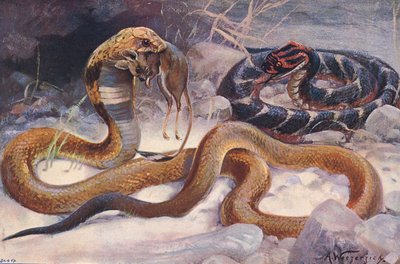 眼镜蛇和毒蛇，插图来自《世界野生动物》，c.1910（彩色平版印刷） 作者 阿尔弗雷德·韦泽齐克