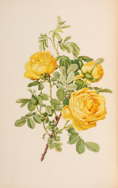 插图来自艾伦-威尔莫特的《罗莎属》，1914年。 作者 阿尔弗雷德·威廉·帕森斯