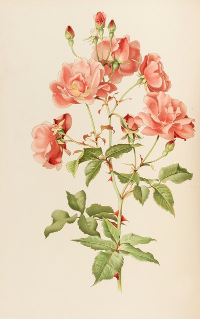 插图来自艾伦-威尔莫特的《罗莎属》，1914年。 作者 阿尔弗雷德·威廉·帕森斯