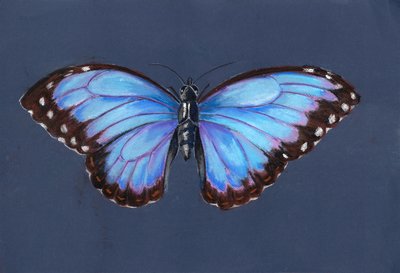 蓝色莫弗蝶，2019 年（粉彩） 作者 艾莉森·库珀