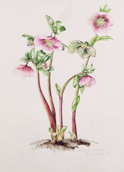大斋节玫瑰：东方红（水彩画 作者 艾莉森·库珀