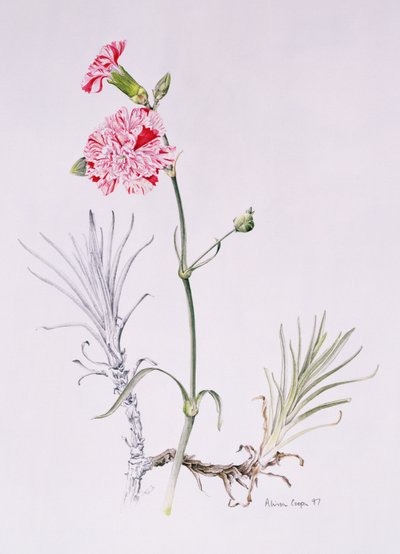 石竹的旧品种，1997年（纸上的wc） 作者 艾莉森·库珀