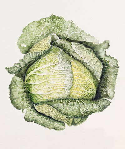萨沃伊白菜 作者 艾莉森·库珀