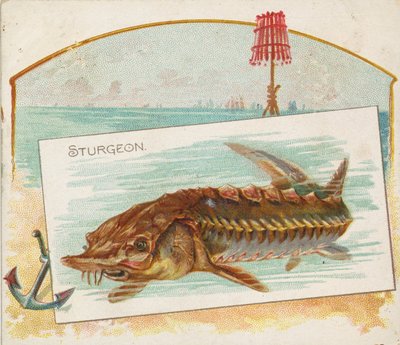 鲟鱼，来自美国水域的鱼系列N39，为Allen & Ginter Cigarettes设计，1889年。 作者 艾伦和金特